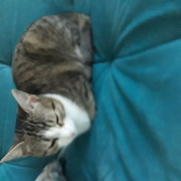 Tekir Kedi, Kedi  Fıstık fotoğrafı