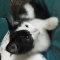 Tuxedo (Smokin) Kedi, Kedi  Angel fotoğrafı