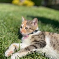 Tekir Kedi, Kedi  Yaprak fotoğrafı