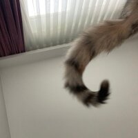 Tekir Kedi, Kedi  Yaprak fotoğrafı