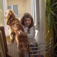 İngiliz Cocker Spaniel, Köpek  Şef fotoğrafı
