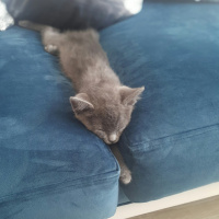 Mavi Rus, Kedi  Cinnamon fotoğrafı