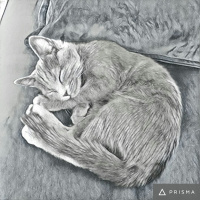 Mavi Rus, Kedi  Cinnamon fotoğrafı