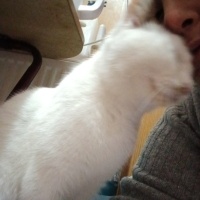 Tekir Kedi, Kedi  Şeker japon fotoğrafı