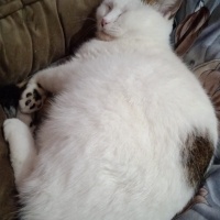 Tekir Kedi, Kedi  Şeker japon fotoğrafı
