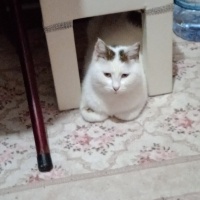 Tekir Kedi, Kedi  Şeker japon fotoğrafı