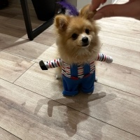 Pomeranyalı, Köpek  Winnie fotoğrafı