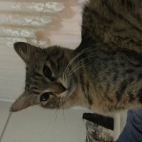 Tekir Kedi, Kedi  Pati fotoğrafı