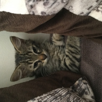Tekir Kedi, Kedi  Pati fotoğrafı