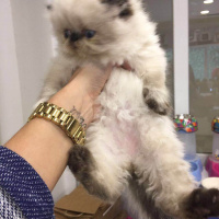 Himalayan, Kedi  Bıcır fotoğrafı