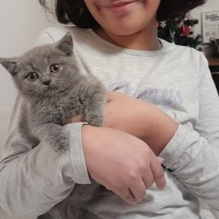 British Shorthair, Kedi  Bihter fotoğrafı