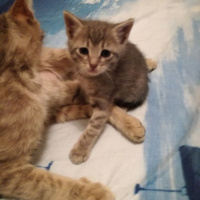 American Shorthair, Kedi  Topak fotoğrafı