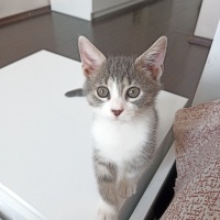 Tekir Kedi, Kedi  Bıdık fotoğrafı