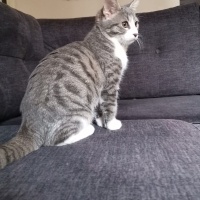 Tekir Kedi, Kedi  Bıdık fotoğrafı