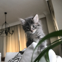 Tekir Kedi, Kedi  Bob fotoğrafı