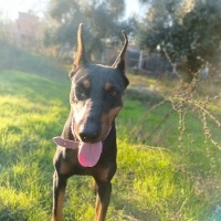 Doberman Pinscher, Köpek  Miya fotoğrafı