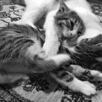 Tekir Kedi, Kedi  Patiş fotoğrafı