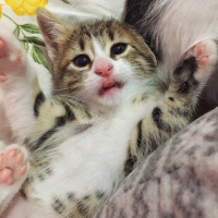 Tekir Kedi, Kedi  Patiş fotoğrafı