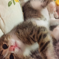 Tekir Kedi, Kedi  Patiş fotoğrafı