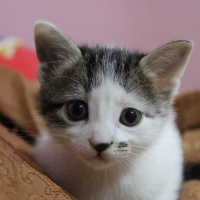Tekir Kedi, Kedi  Patiş fotoğrafı