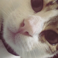 Tekir Kedi, Kedi  Patiş fotoğrafı