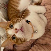 Sarman, Kedi  Boncuk fotoğrafı