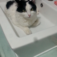 Tekir Kedi, Kedi  Bihter fotoğrafı
