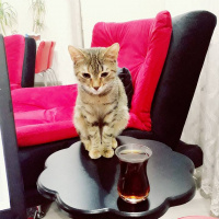 Tekir Kedi, Kedi  zıpır fotoğrafı