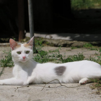 Tuxedo (Smokin) Kedi, Kedi  Pamuk fotoğrafı