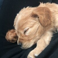 İngiliz Cocker Spaniel, Köpek  Badem fotoğrafı