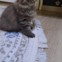 British Longhair, Kedi  Karamel fotoğrafı