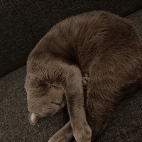 Mavi Rus, Kedi  Duman fotoğrafı