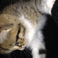 Tekir Kedi, Kedi  Duman fotoğrafı