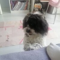 Maltese, Köpek  Tako fotoğrafı