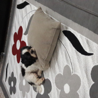 Maltese, Köpek  Mart fotoğrafı