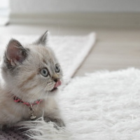 British Shorthair, Kedi  Mia fotoğrafı