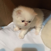 İran Kedisi (Persian), Kedi  4 minis yavru fotoğrafı