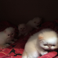 İran Kedisi (Persian), Kedi  4 minis yavru fotoğrafı