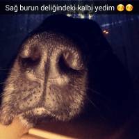 Labrador Retriever, Köpek  Dark fotoğrafı