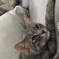Tekir Kedi, Kedi  Gölge fotoğrafı