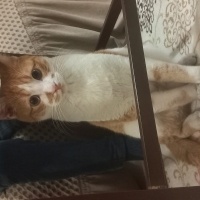 Sarman, Kedi  Sarı fotoğrafı