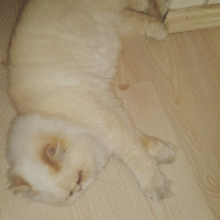 İran Kedisi (Persian), Kedi  Muhtar fotoğrafı