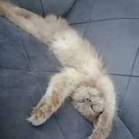 British Longhair, Kedi  Duman fotoğrafı