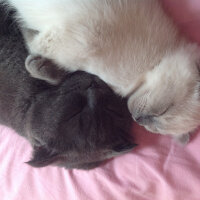 Scottish Fold, Kedi  Lidya fotoğrafı