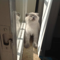 Scottish Fold, Kedi  Lidya fotoğrafı