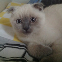 Scottish Fold, Kedi  Lidya fotoğrafı