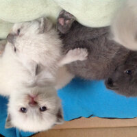 Scottish Fold, Kedi  Lidya fotoğrafı