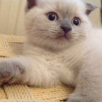 Scottish Fold, Kedi  Lidya fotoğrafı