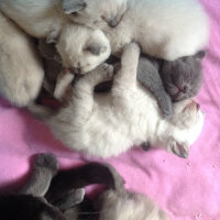 Scottish Fold, Kedi  Lidya fotoğrafı