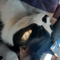 Tekir Kedi, Kedi  Kedik fotoğrafı